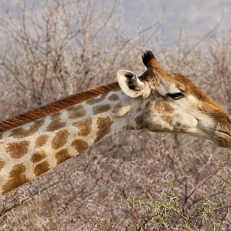 Gabus Game Ranch Villa Otavi Buitenkant foto