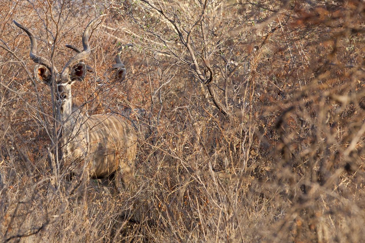 Gabus Game Ranch Villa Otavi Buitenkant foto