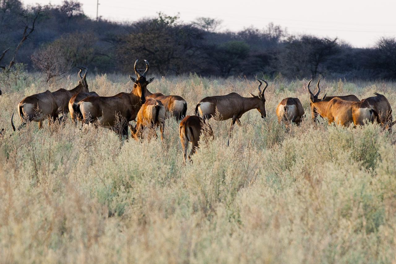 Gabus Game Ranch Villa Otavi Buitenkant foto