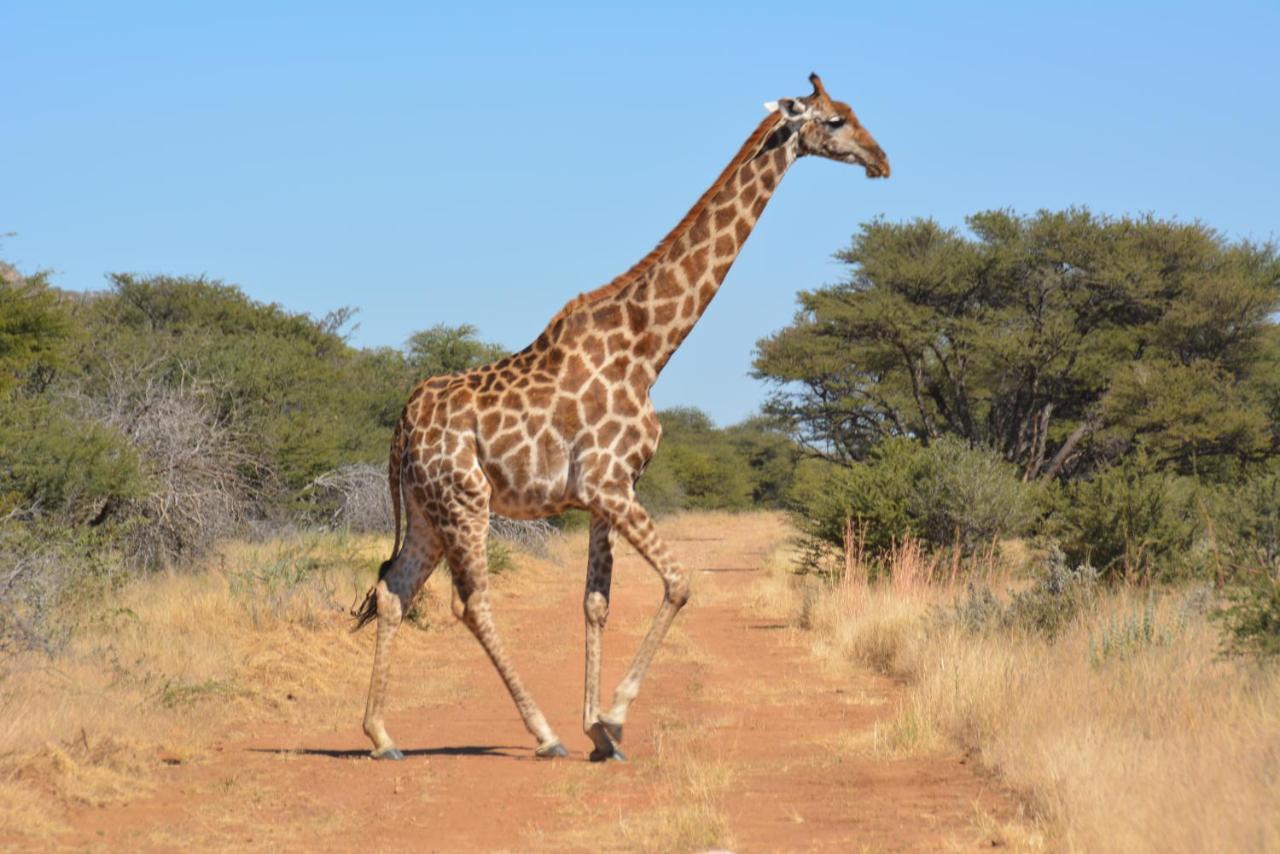 Gabus Game Ranch Villa Otavi Buitenkant foto