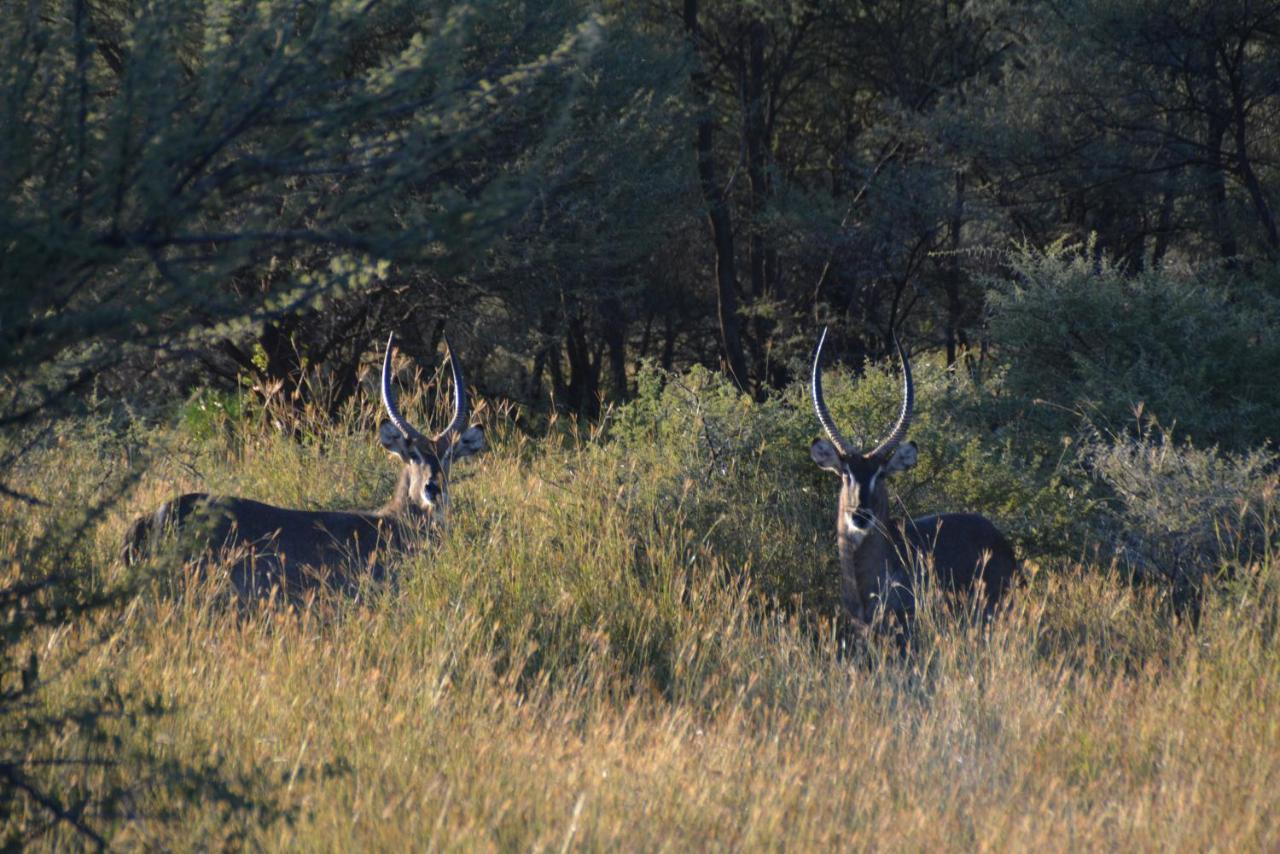 Gabus Game Ranch Villa Otavi Buitenkant foto