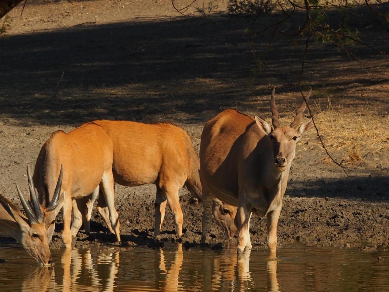 Gabus Game Ranch Villa Otavi Buitenkant foto