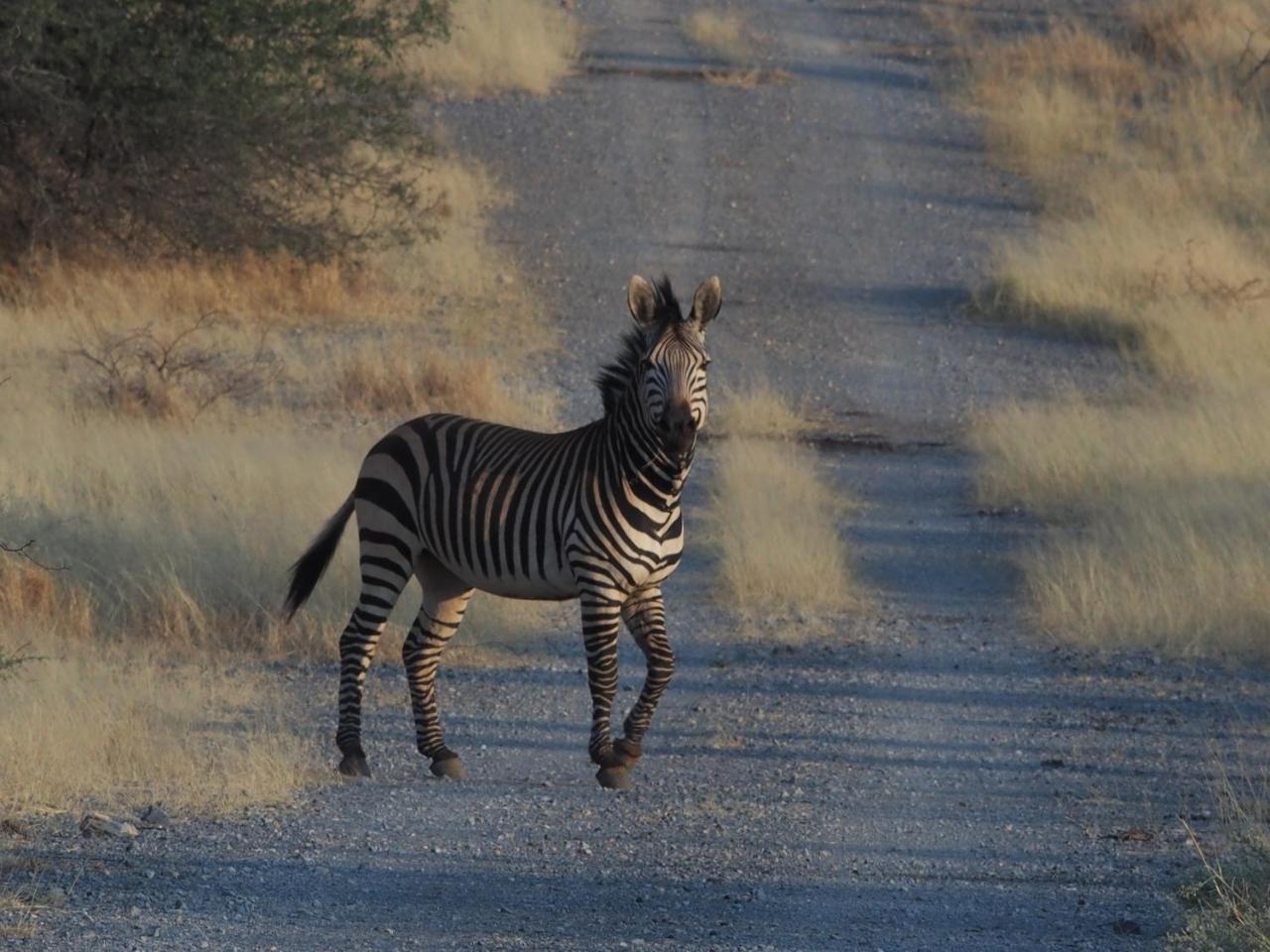 Gabus Game Ranch Villa Otavi Buitenkant foto