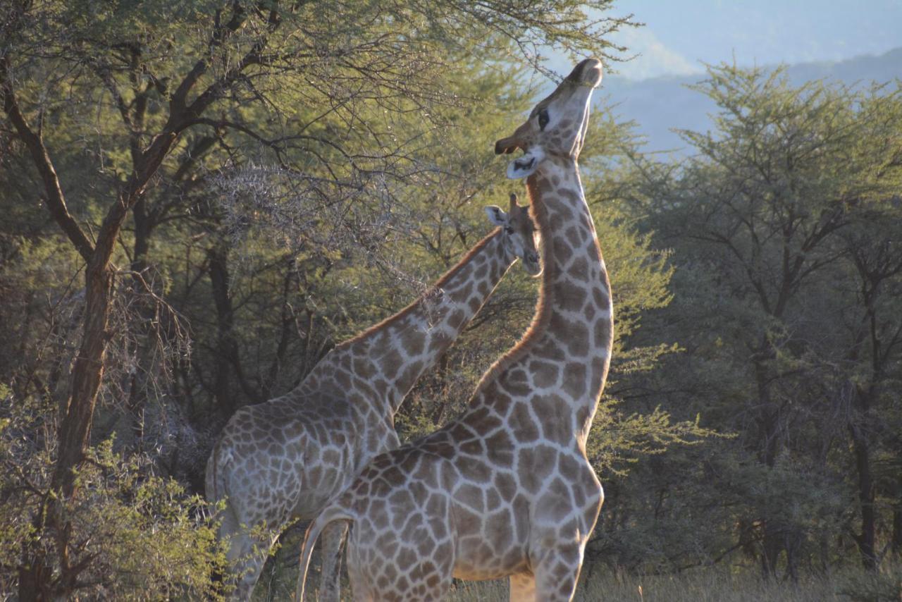 Gabus Game Ranch Villa Otavi Buitenkant foto