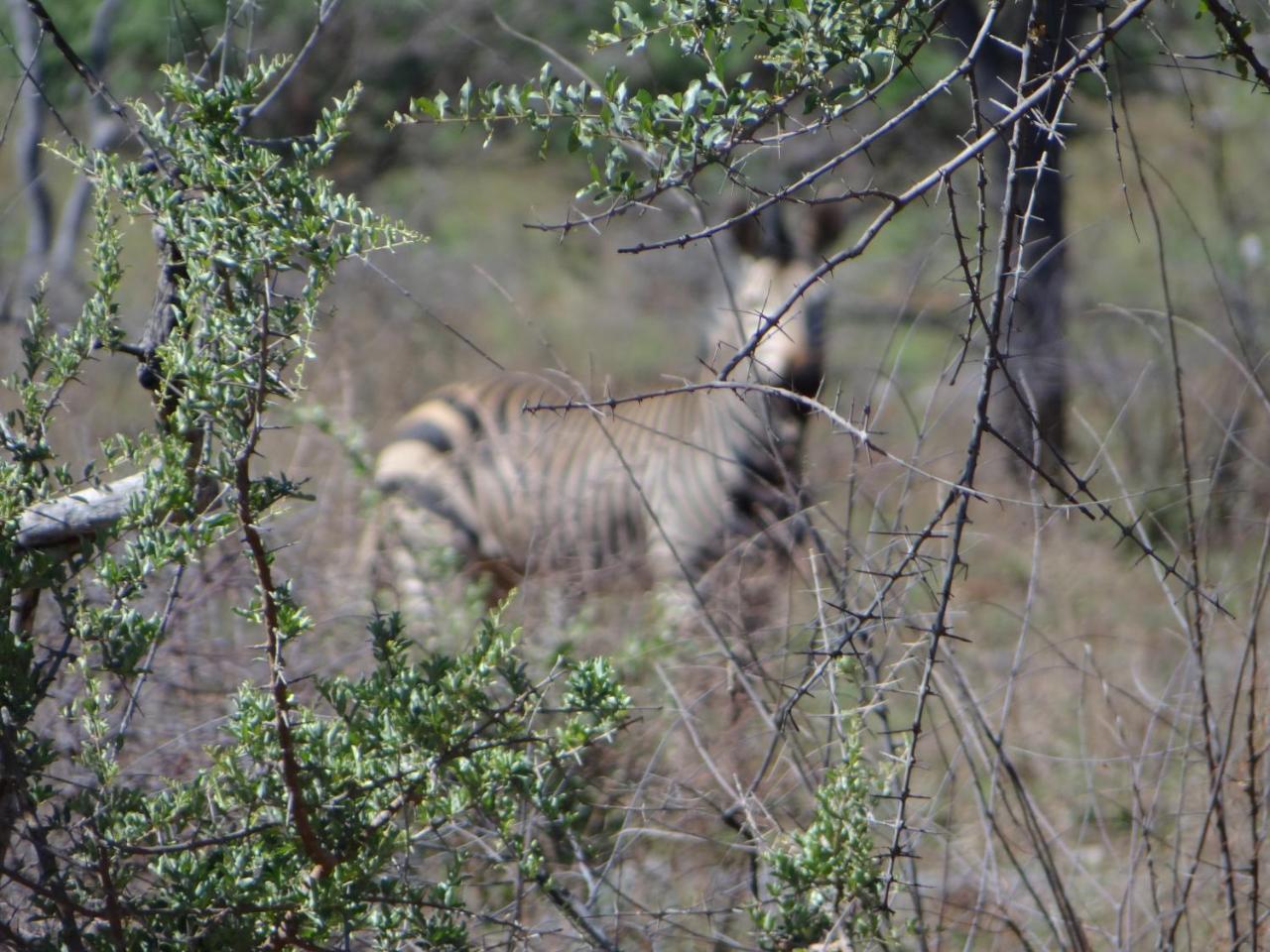 Gabus Game Ranch Villa Otavi Buitenkant foto