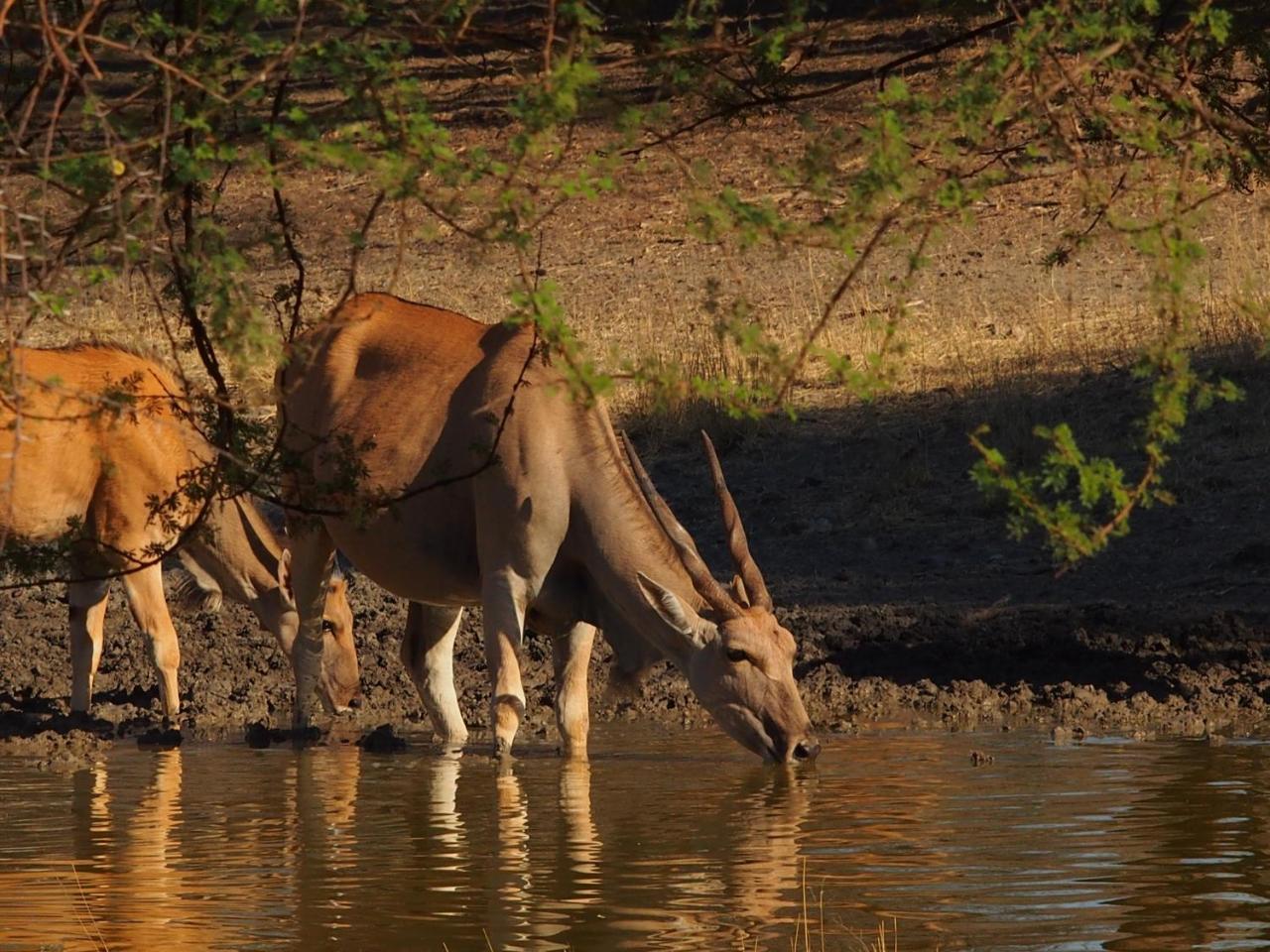 Gabus Game Ranch Villa Otavi Buitenkant foto