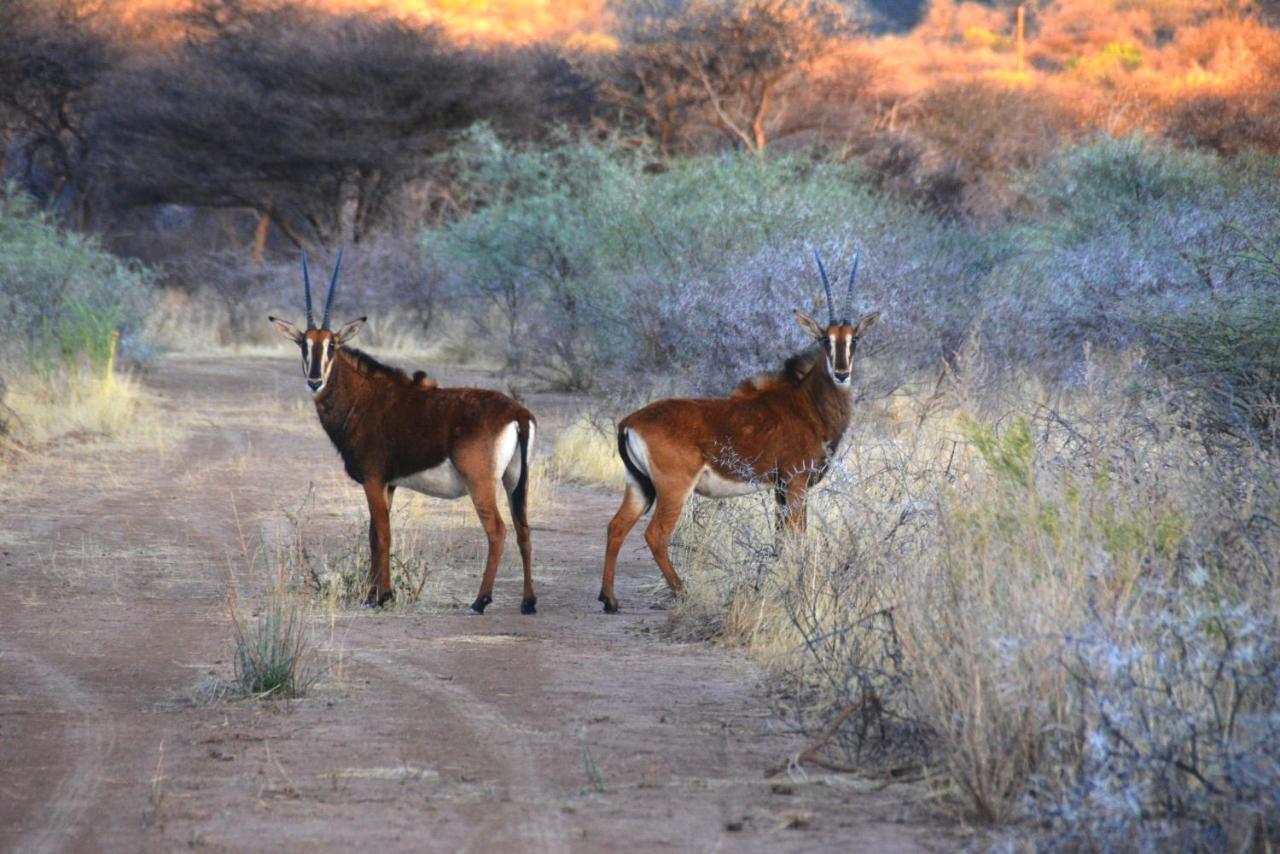 Gabus Game Ranch Villa Otavi Buitenkant foto