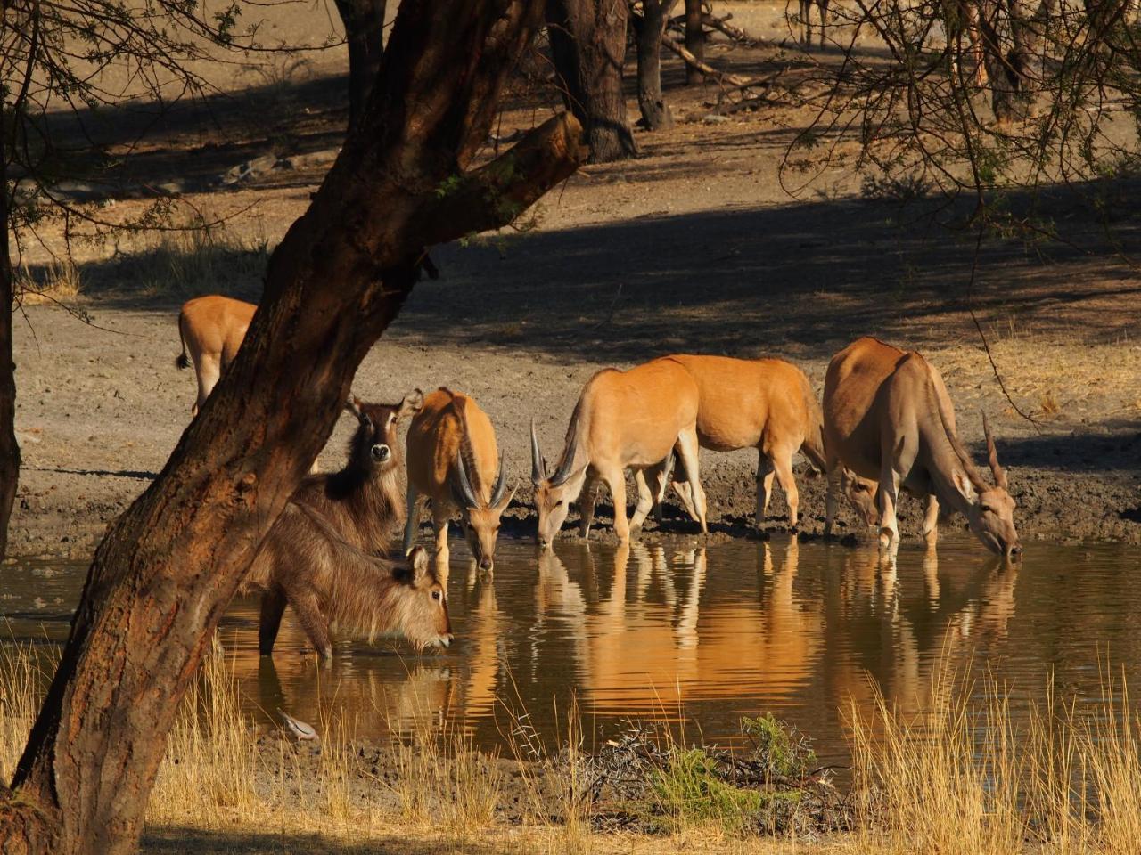 Gabus Game Ranch Villa Otavi Buitenkant foto