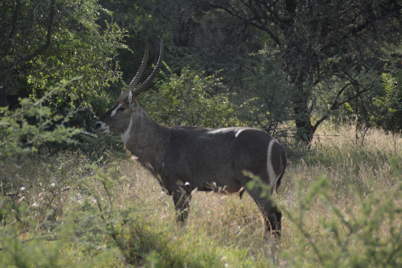 Gabus Game Ranch Villa Otavi Buitenkant foto