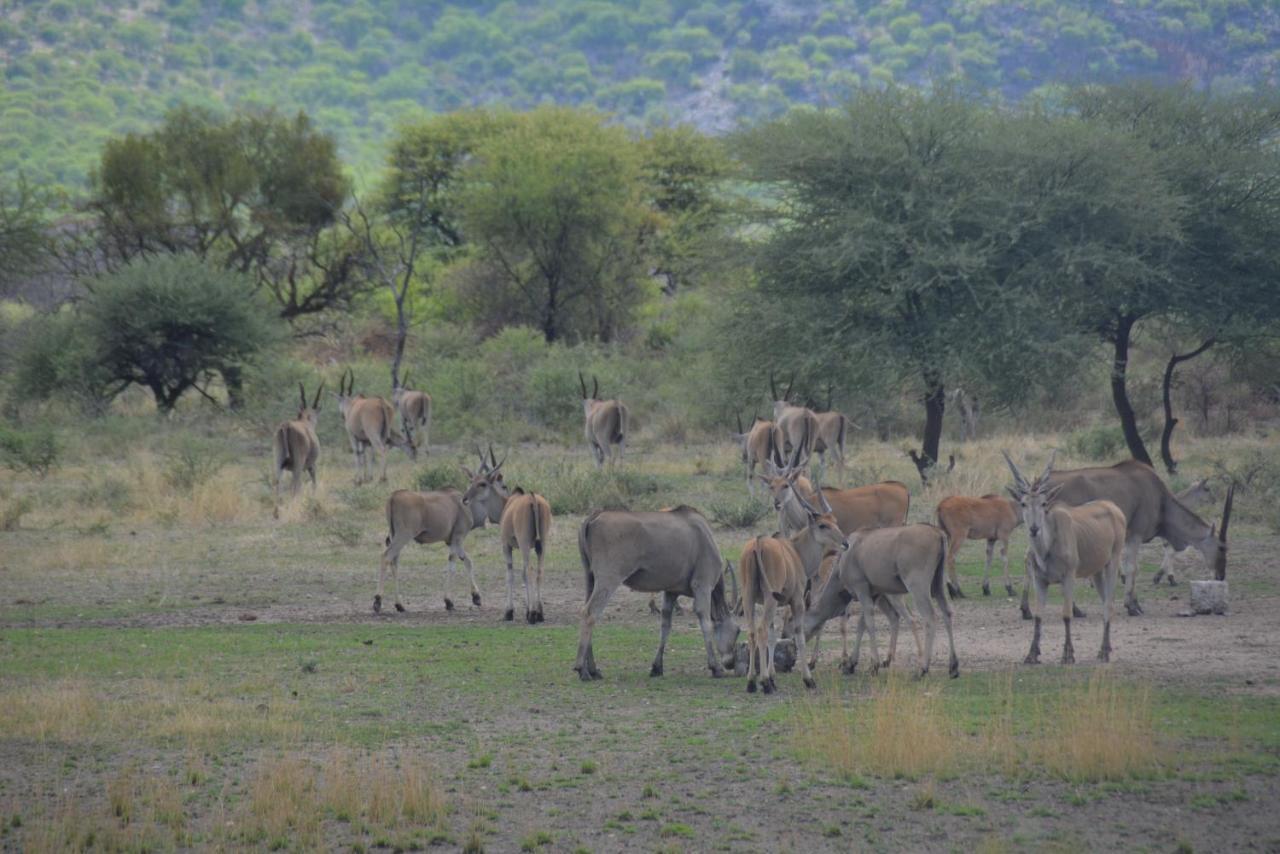 Gabus Game Ranch Villa Otavi Buitenkant foto
