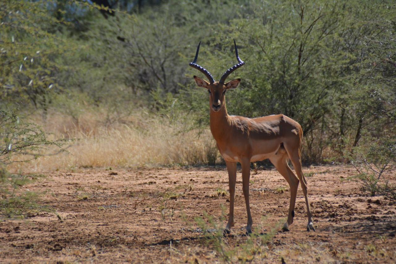 Gabus Game Ranch Villa Otavi Buitenkant foto