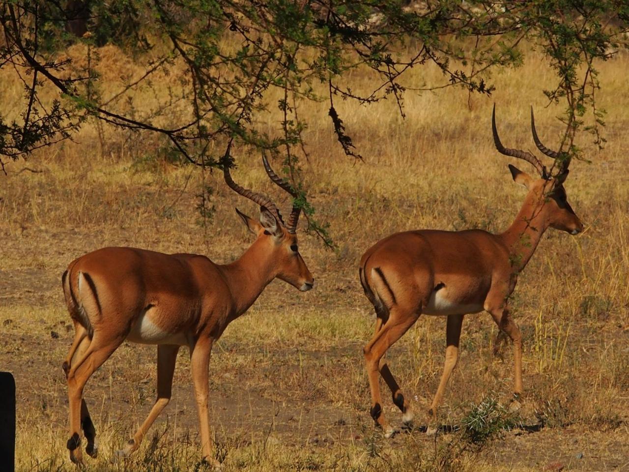 Gabus Game Ranch Villa Otavi Buitenkant foto