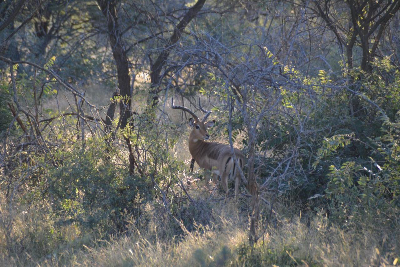 Gabus Game Ranch Villa Otavi Buitenkant foto