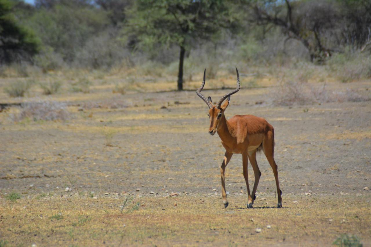 Gabus Game Ranch Villa Otavi Buitenkant foto