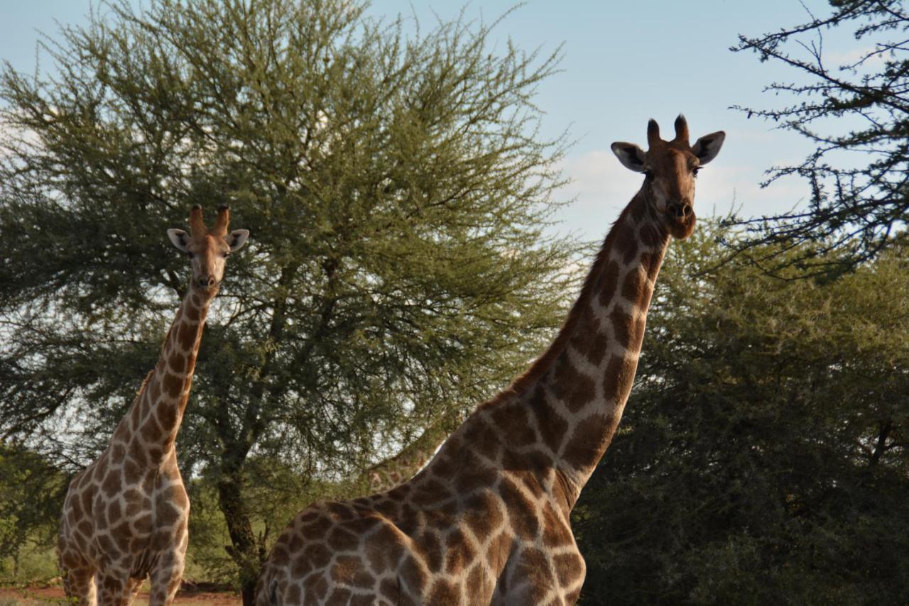 Gabus Game Ranch Villa Otavi Buitenkant foto