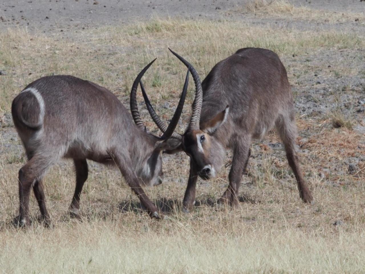Gabus Game Ranch Villa Otavi Buitenkant foto