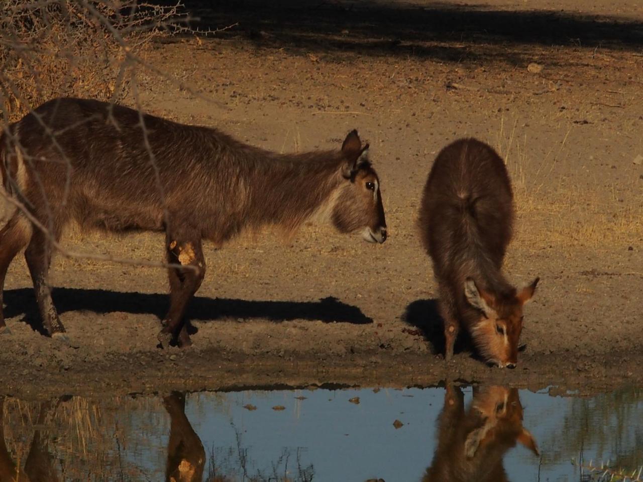 Gabus Game Ranch Villa Otavi Buitenkant foto