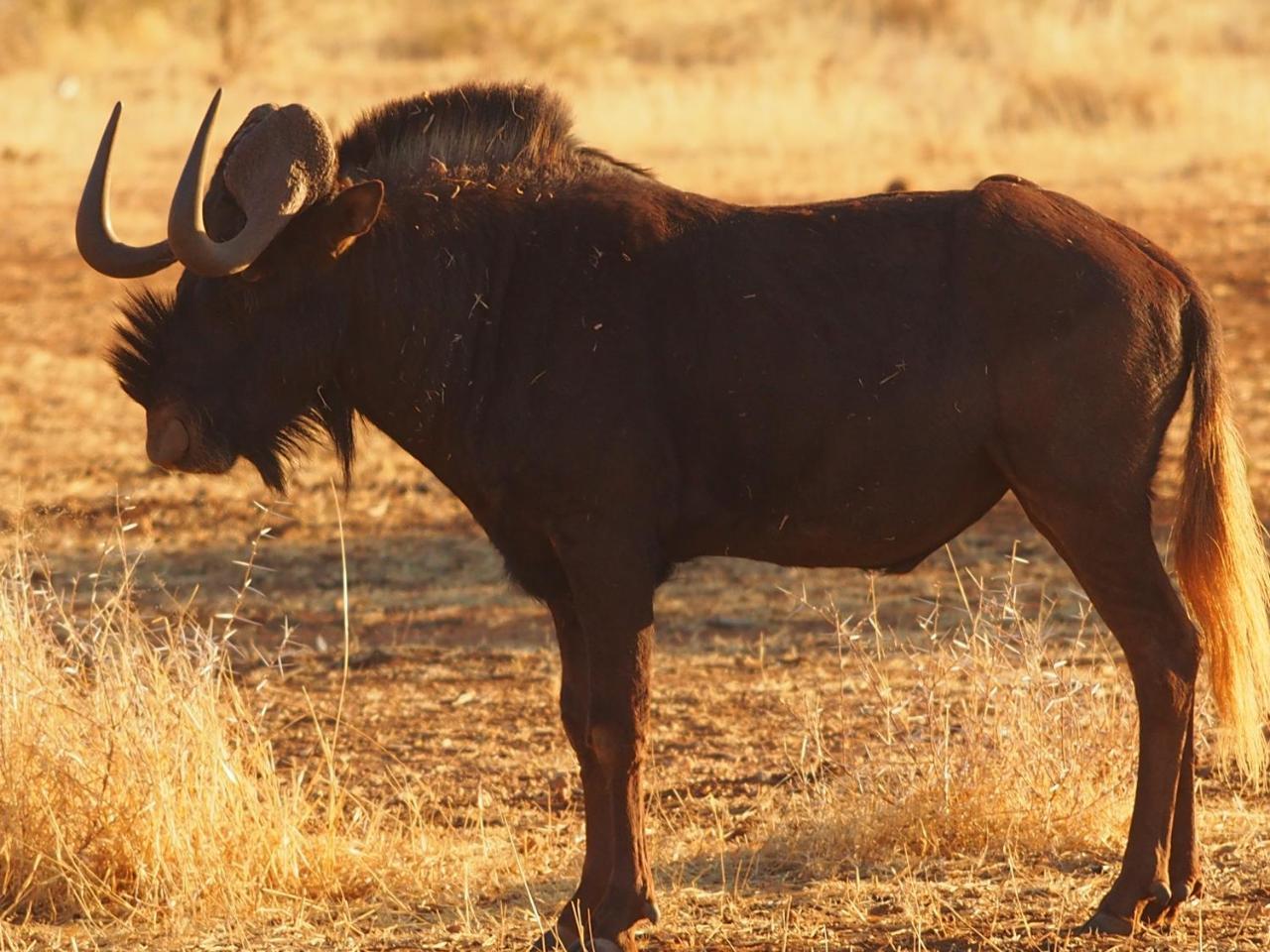 Gabus Game Ranch Villa Otavi Buitenkant foto